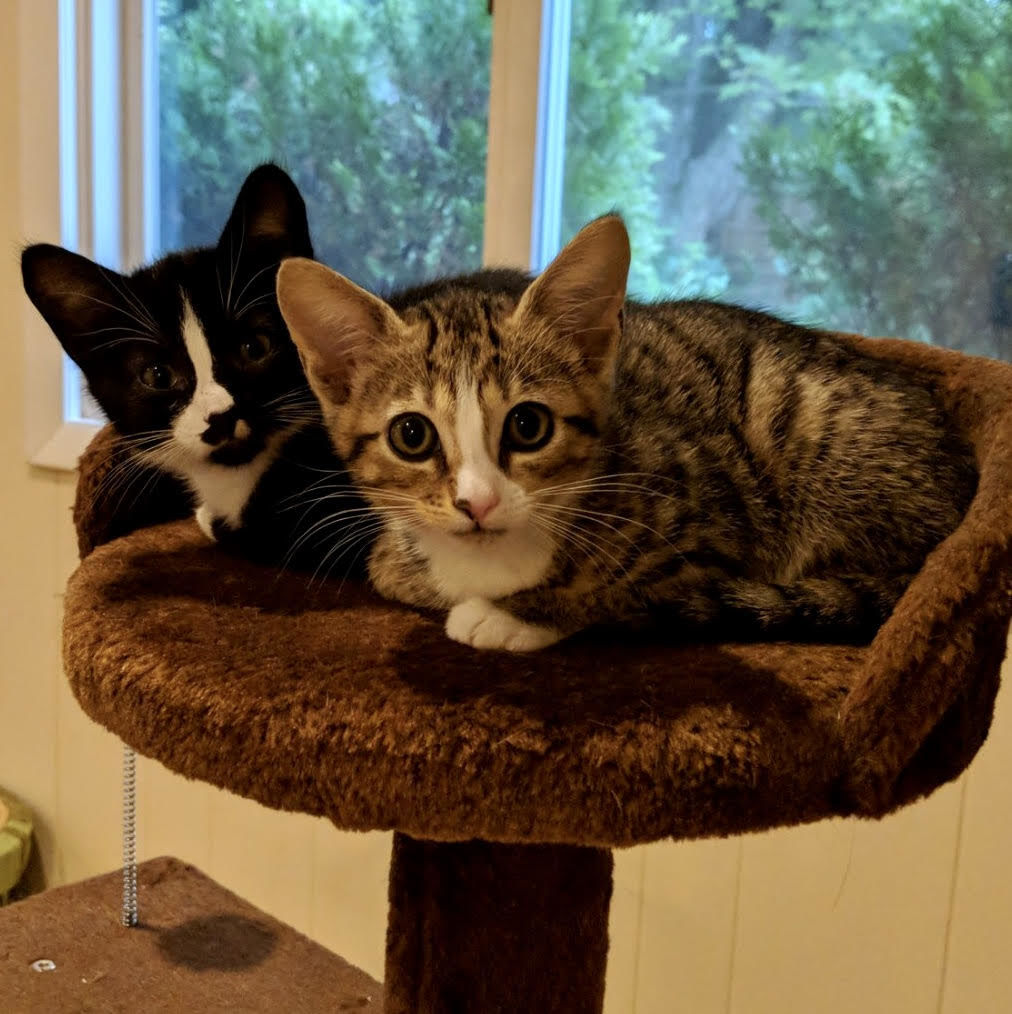 PetConnect Rescue - Georgia and Gertrude.jpg